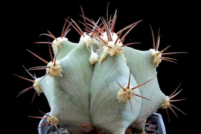 Echinocactus platyacanthus 