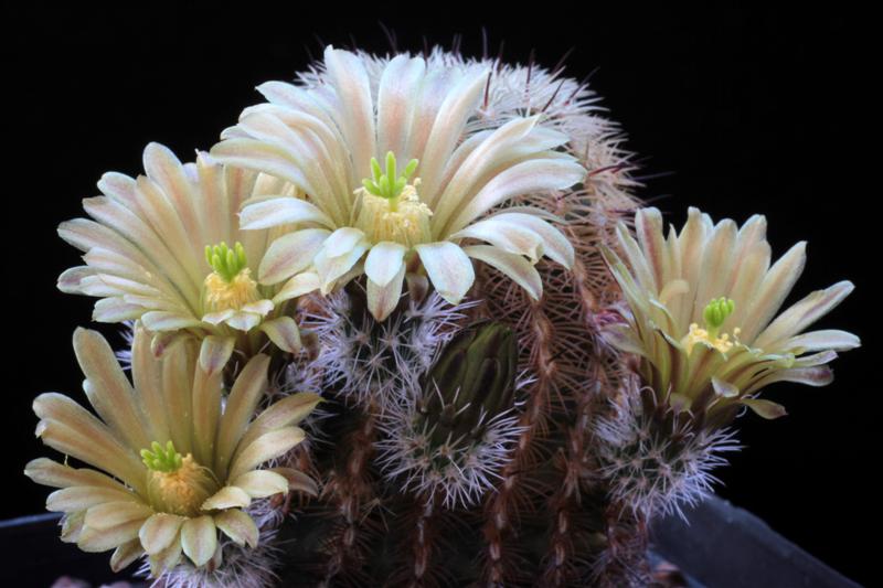 Echinocereus chloranthus 