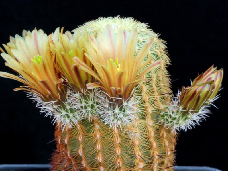 Echinocereus chloranthus ssp. cylindricus 