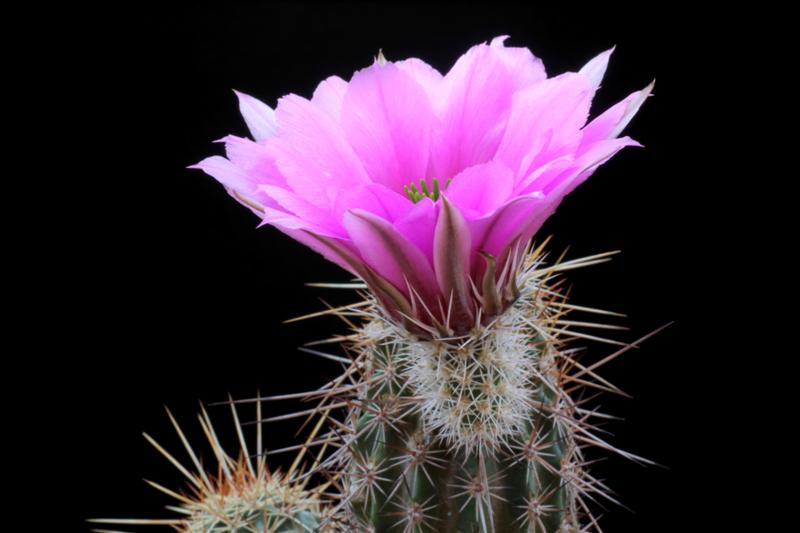 Echinocereus  engelmannii 