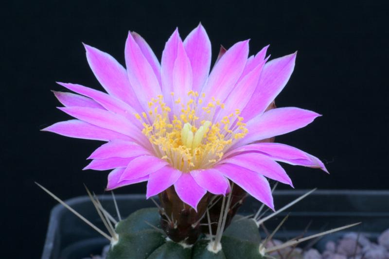 Echinocereus  knippelianus v. reyesii L 1237A