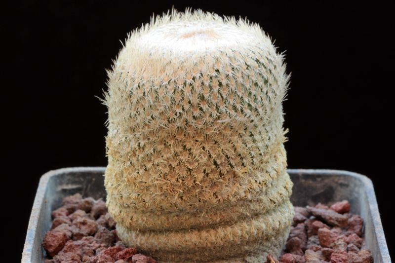 Epithelantha bokei 