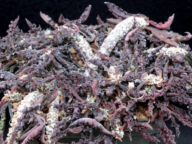 euphorbia decaryi v. spirosticha