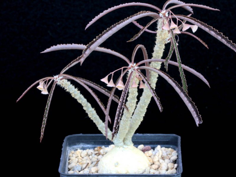 Euphorbia waringiae 