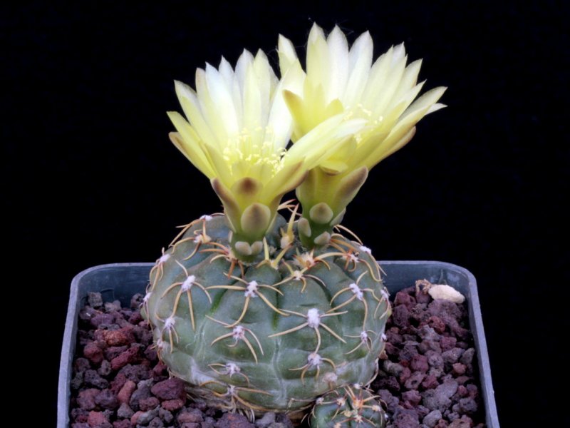 Gymnocactus uruguayense LB 1718