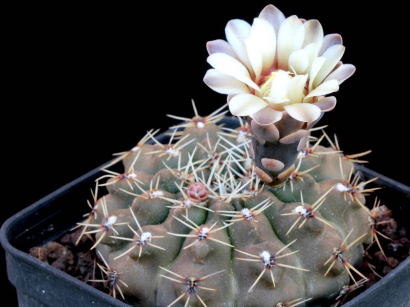 Gymnocalycium stellatum HV 889