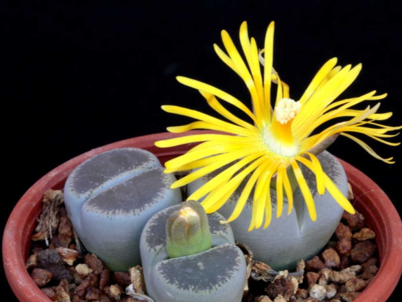Lithops lesliei v. venteri C 153