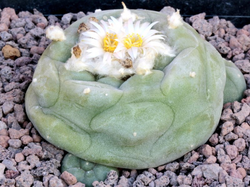 Lophophora diffusa 