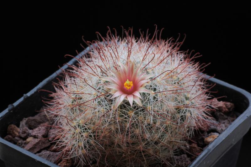 Mammillaria barbata GK 1047