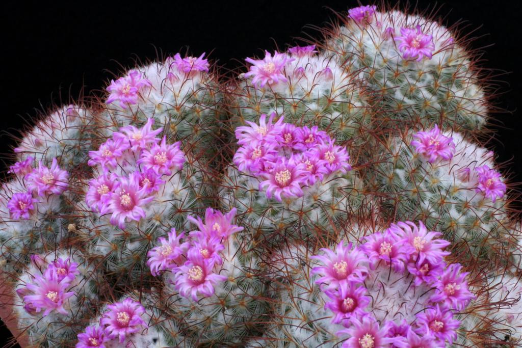 Mammillaria bombycina 