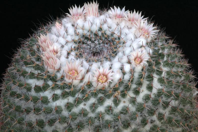 Mammillaria chionocephala 