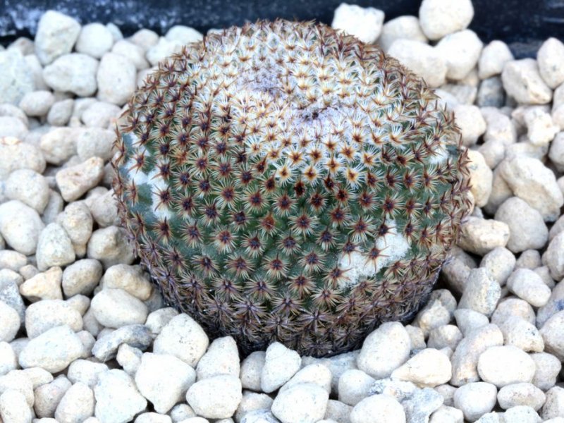 Mammillaria crucigera FO 105