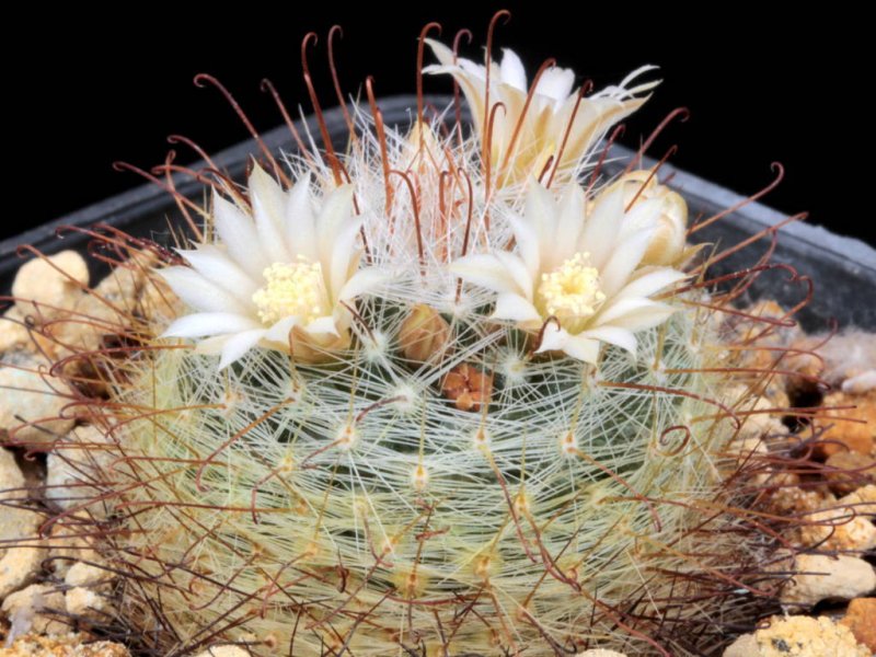 Mammillaria meridiorosei 