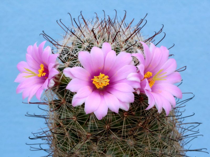 Mammillaria microcarpa SB 147