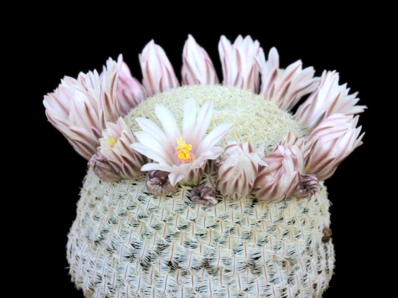 Mammillaria pectinifera 