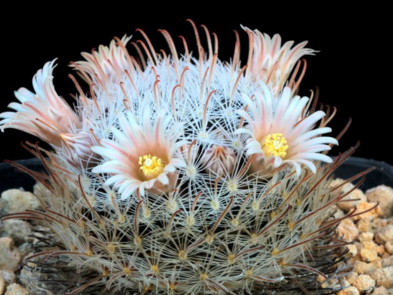 Mammillaria nazasensis 