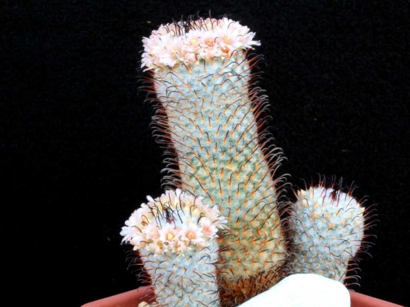 Mammillaria perezdelarosae 