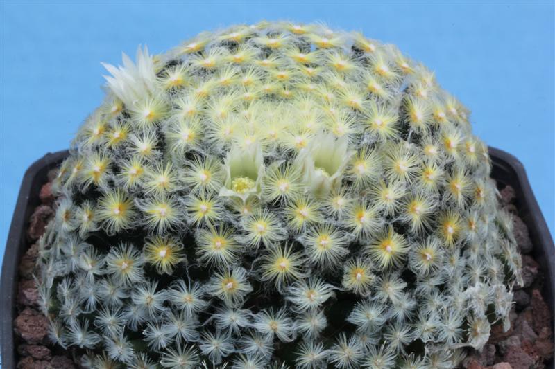 Mammillaria schiedeana 