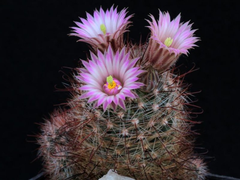 Mammillaria wilcoxii L 1079