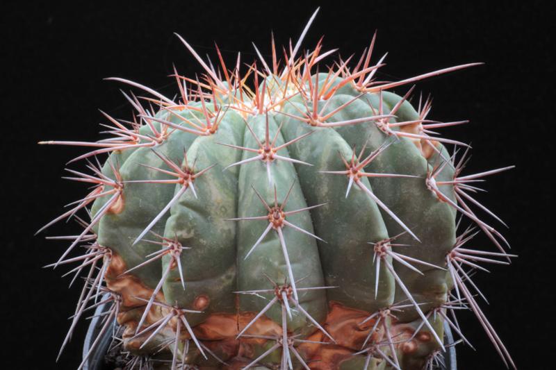 melocactus ernestii