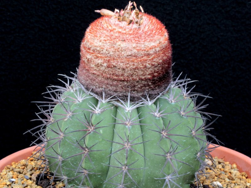 Melocactus salvadorensis 