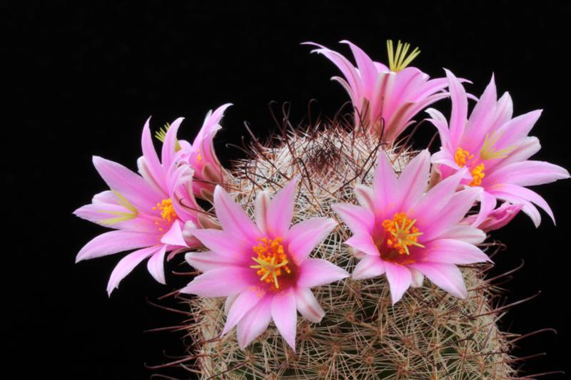 Mammillaria grahamii 