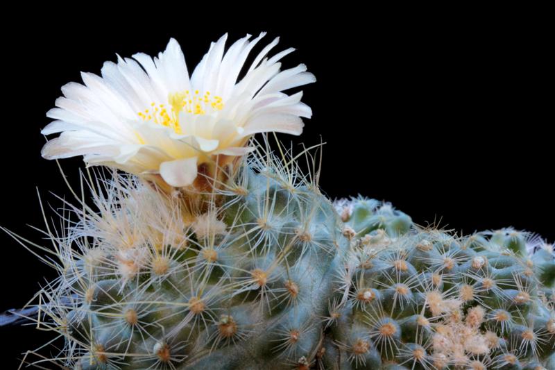 Pediocactus paradinei SB 502