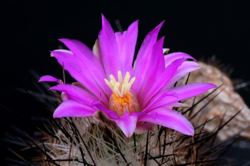 Rapicactus subterraneus 