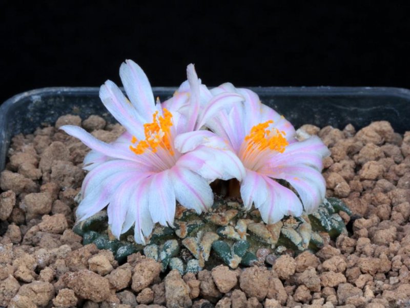 Ariocarpus kotschoubeyanus 