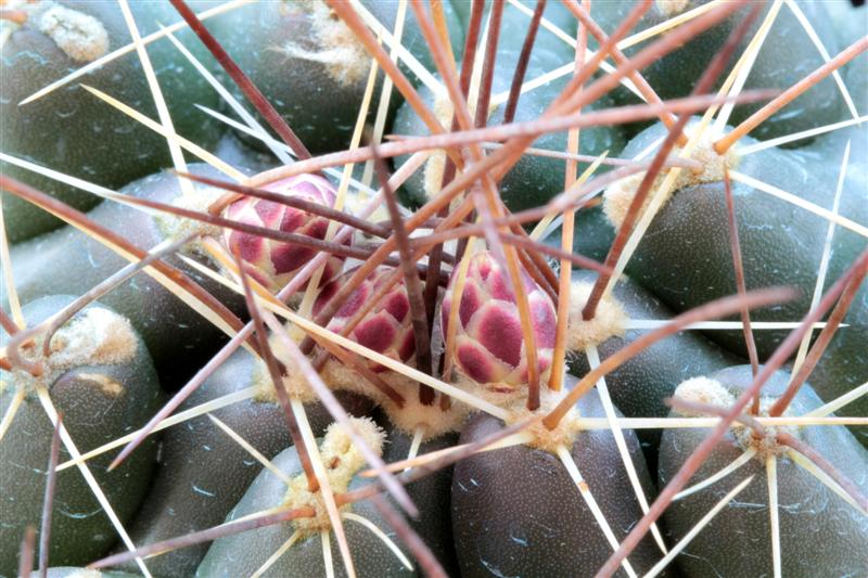 thelocactus flavus