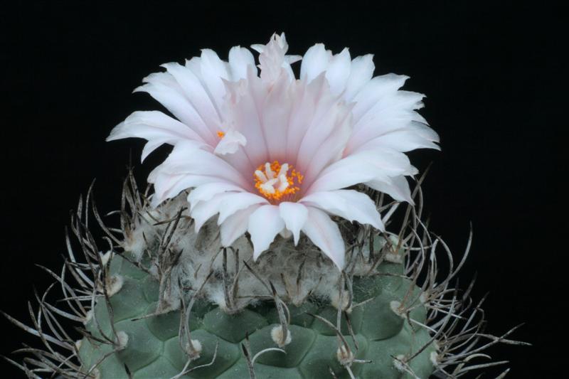 Turbinicarpus hoferi 