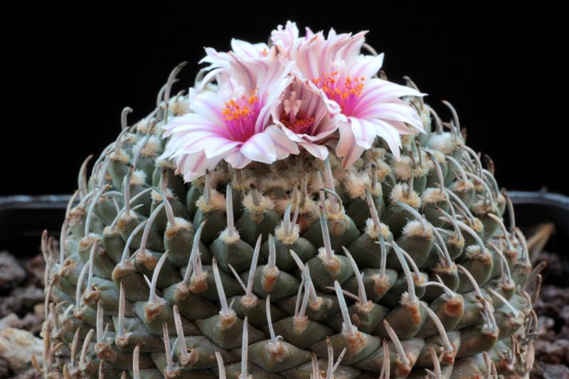 Turbinicarpus schmiedickeanus ssp. andersonii 