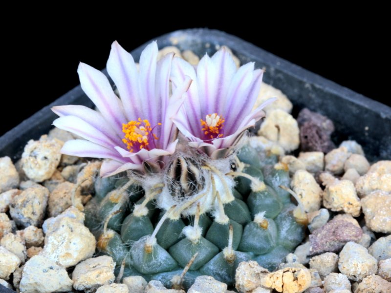 Turbinicarpus schmiedickeanus ssp. andersonii 