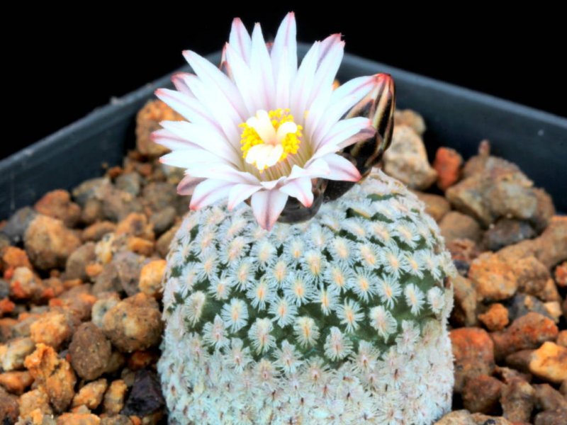 Turbinicarpus valdezianus v. albiflorus 