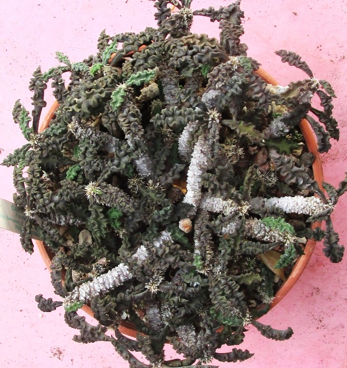 Euphorbia decaryi v. spirosticha 