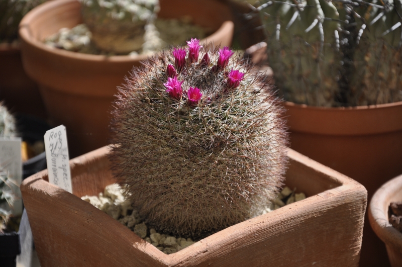 Mammillaria sinforosensis 