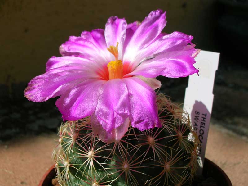 Thelocactus schwarzii 