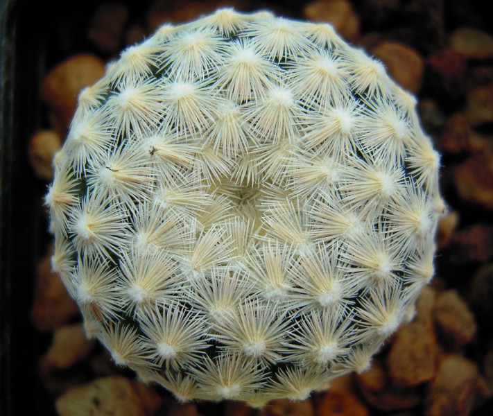 Mammillaria egregia 