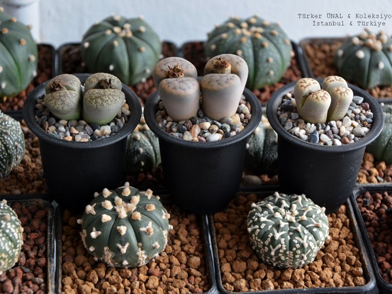  Astrophytum Asterias  & Lithops 