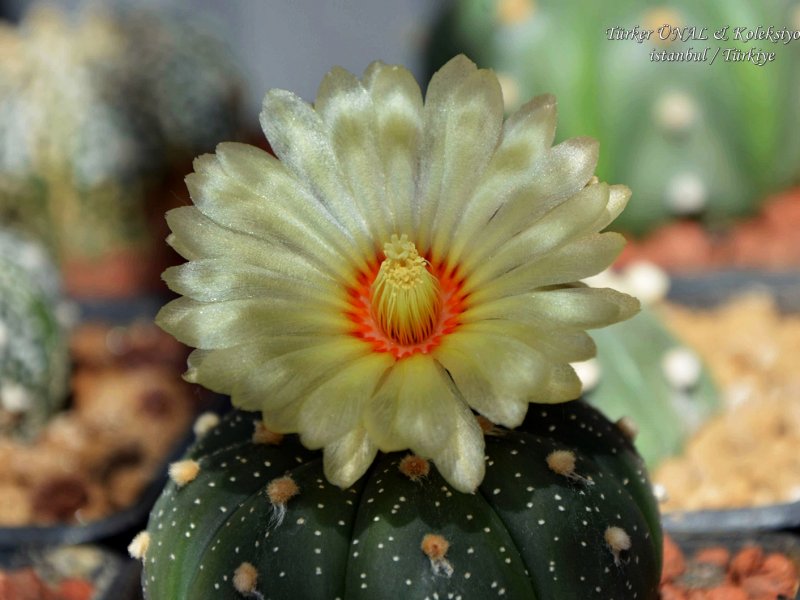 Astrophytum asterias 