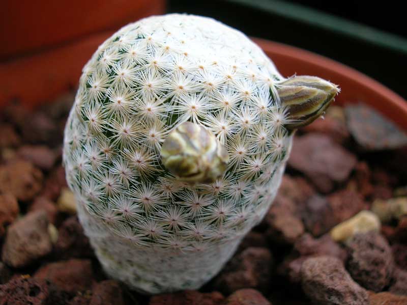 Mammillaria herrerae v. albiflora 