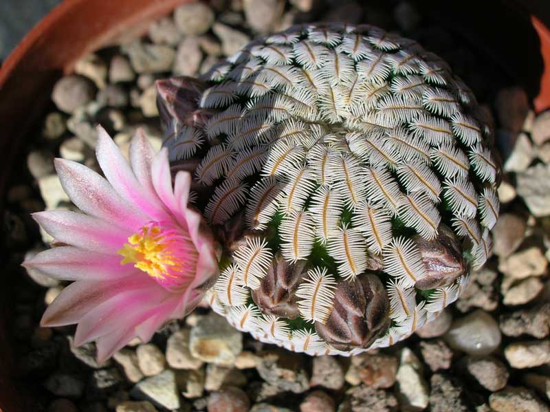 Mammillaria pectinifera 