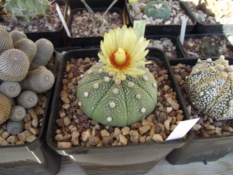 Astrophytum asterias 