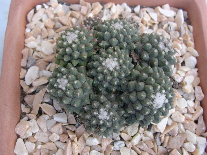 Mammillaria polythele v. nuda 