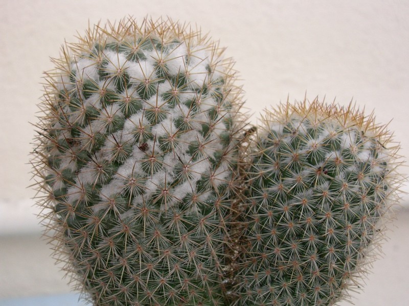 Mammillaria columbiana ssp. columbiana 