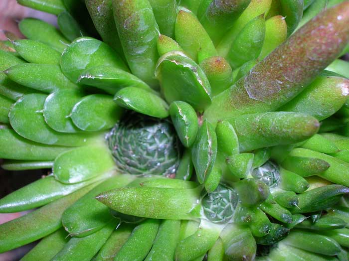 Orostachys erubescens 