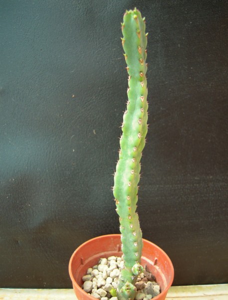 euphorbia debilispina