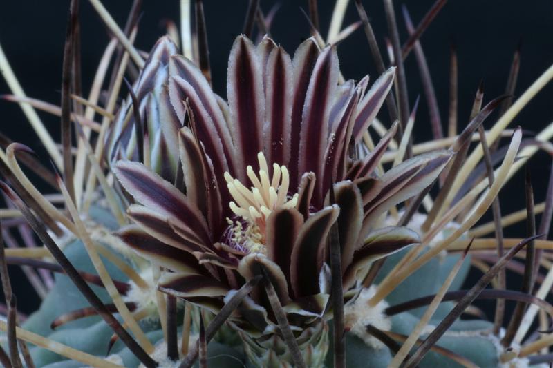 Ancistrocactus uncinatus 