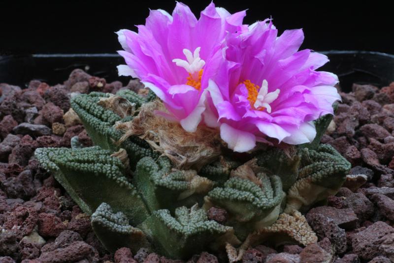 Ariocarpus bravoanus ssp. hintonii 