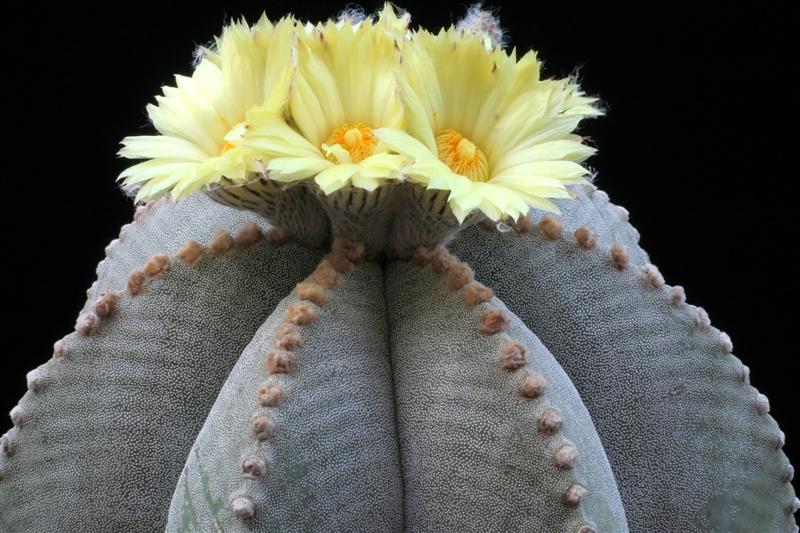 Astrophytum myriostigma 